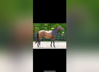 KWPN, Mare, 3 years, 15,3 hh, Brown