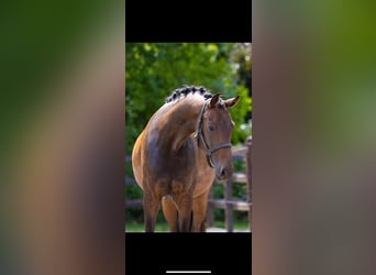 KWPN, Mare, 3 years, 15,3 hh, Brown