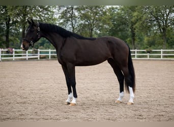 KWPN, Mare, 3 years, 15,3 hh, Brown