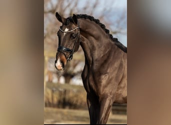 KWPN, Mare, 3 years, 15,3 hh, Brown