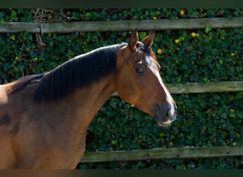 KWPN, Mare, 3 years, 15,3 hh, Brown