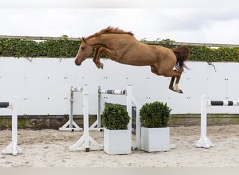 KWPN, Mare, 3 years, 15,3 hh, Chestnut-Red