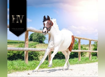 KWPN, Mare, 3 years, 15,3 hh, Tobiano-all-colors
