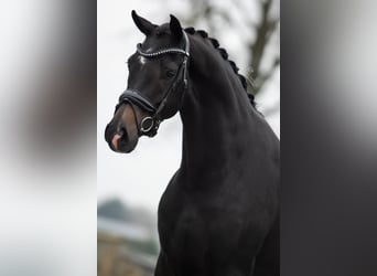 KWPN, Mare, 3 years, 16,1 hh, Bay-Dark