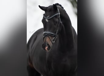 KWPN, Mare, 3 years, 16,1 hh, Bay-Dark