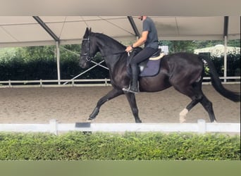 KWPN, Mare, 3 years, 16,1 hh, Black