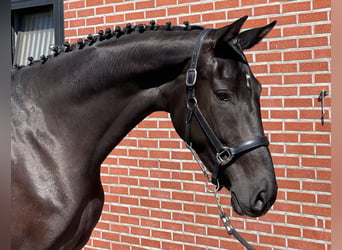 KWPN, Mare, 3 years, 16.1 hh, Black