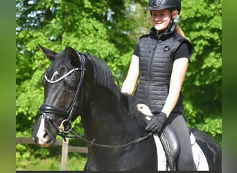 KWPN, Mare, 3 years, 16.1 hh, Black