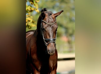 KWPN, Mare, 3 years, 16,1 hh, Black