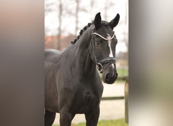 KWPN, Mare, 3 years, 16,1 hh, Black