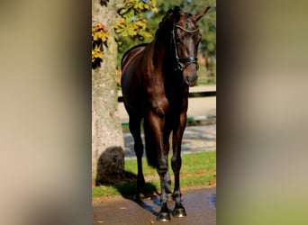 KWPN, Mare, 3 years, 16,1 hh, Black