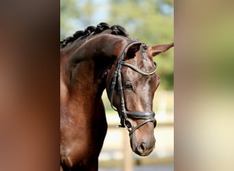 KWPN, Mare, 3 years, 16,1 hh, Black