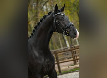 KWPN, Mare, 3 years, 16.1 hh, Black