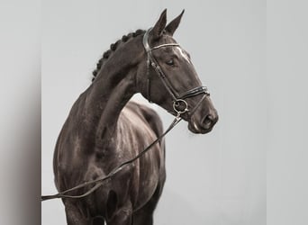 KWPN, Mare, 3 years, 16,1 hh, Black