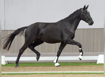 KWPN, Mare, 3 years, 16,1 hh, Black