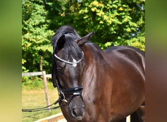 KWPN, Stute, 3 Jahre, 16,1 hh, Rappe