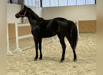 KWPN, Mare, 3 years, 16,1 hh, Black