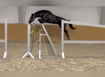 KWPN, Mare, 3 years, 16,1 hh, Black