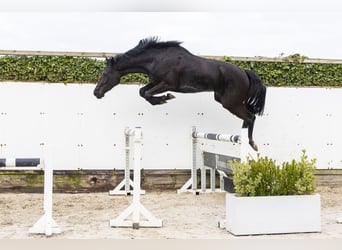 KWPN, Mare, 3 years, 16.1 hh, Black