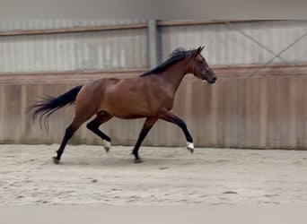 KWPN, Mare, 3 years, 16.1 hh, Brown