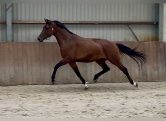 KWPN, Mare, 3 years, 16.1 hh, Brown