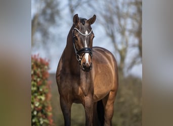 KWPN, Mare, 3 years, 16.1 hh, Brown