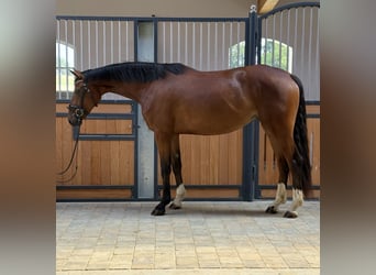 KWPN, Mare, 3 years, 16.1 hh, Brown