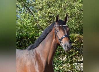 KWPN, Mare, 3 years, 16.1 hh, Brown