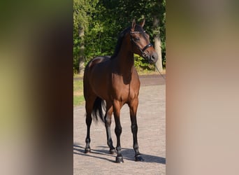 KWPN, Mare, 3 years, 16.1 hh, Brown