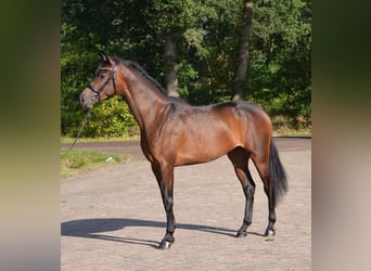 KWPN, Mare, 3 years, 16.1 hh, Brown