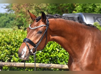 KWPN, Mare, 3 years, 16.1 hh, Brown