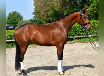 KWPN, Mare, 3 years, 16.1 hh, Brown