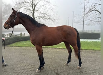 KWPN, Mare, 3 years, 16,1 hh, Brown