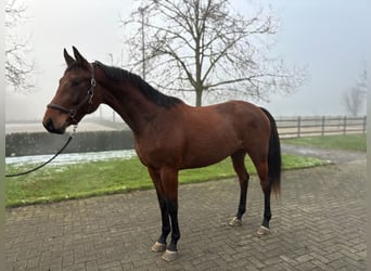 KWPN, Mare, 3 years, 16,1 hh, Brown