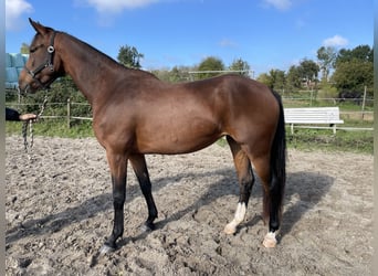 KWPN, Mare, 3 years, 16,1 hh, Brown