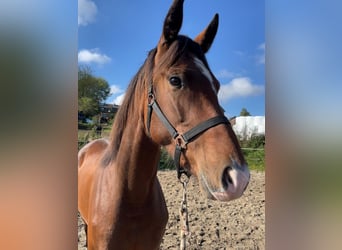 KWPN, Mare, 3 years, 16,1 hh, Brown