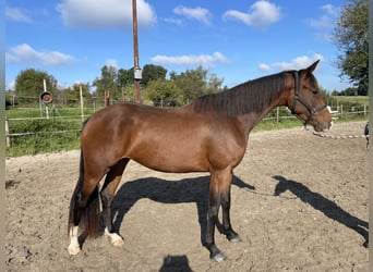 KWPN, Mare, 3 years, 16,1 hh, Brown