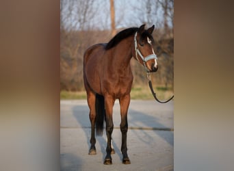 KWPN, Mare, 3 years, 16,1 hh, Brown