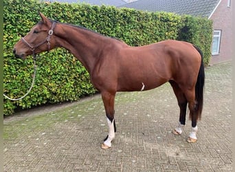 KWPN, Stute, 3 Jahre, 16,1 hh, Brauner