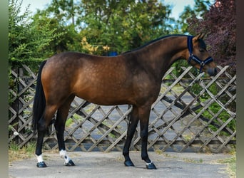 KWPN, Mare, 3 years, 16.1 hh, Brown