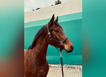 KWPN, Mare, 3 years, 16,1 hh, Brown