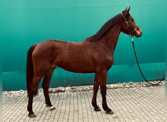 KWPN, Mare, 3 years, 16,1 hh, Brown