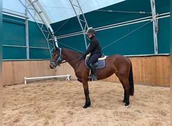 KWPN, Mare, 3 years, 16,1 hh, Brown