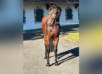 KWPN, Mare, 3 years, 16,1 hh, Brown