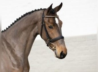 KWPN, Mare, 3 years, 16,1 hh, Brown