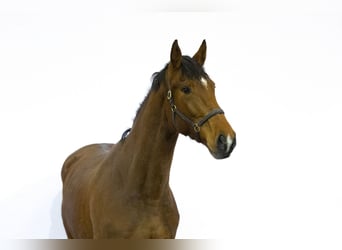 KWPN, Mare, 3 years, 16,1 hh, Brown