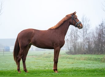 KWPN, Mare, 3 years, 16,1 hh, Chestnut-Red