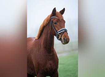 KWPN, Mare, 3 years, 16,1 hh, Chestnut-Red