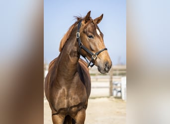 KWPN, Mare, 3 years, 16.1 hh, Chestnut-Red