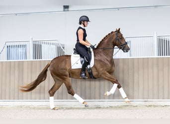 KWPN, Mare, 3 years, 16.1 hh, Chestnut-Red